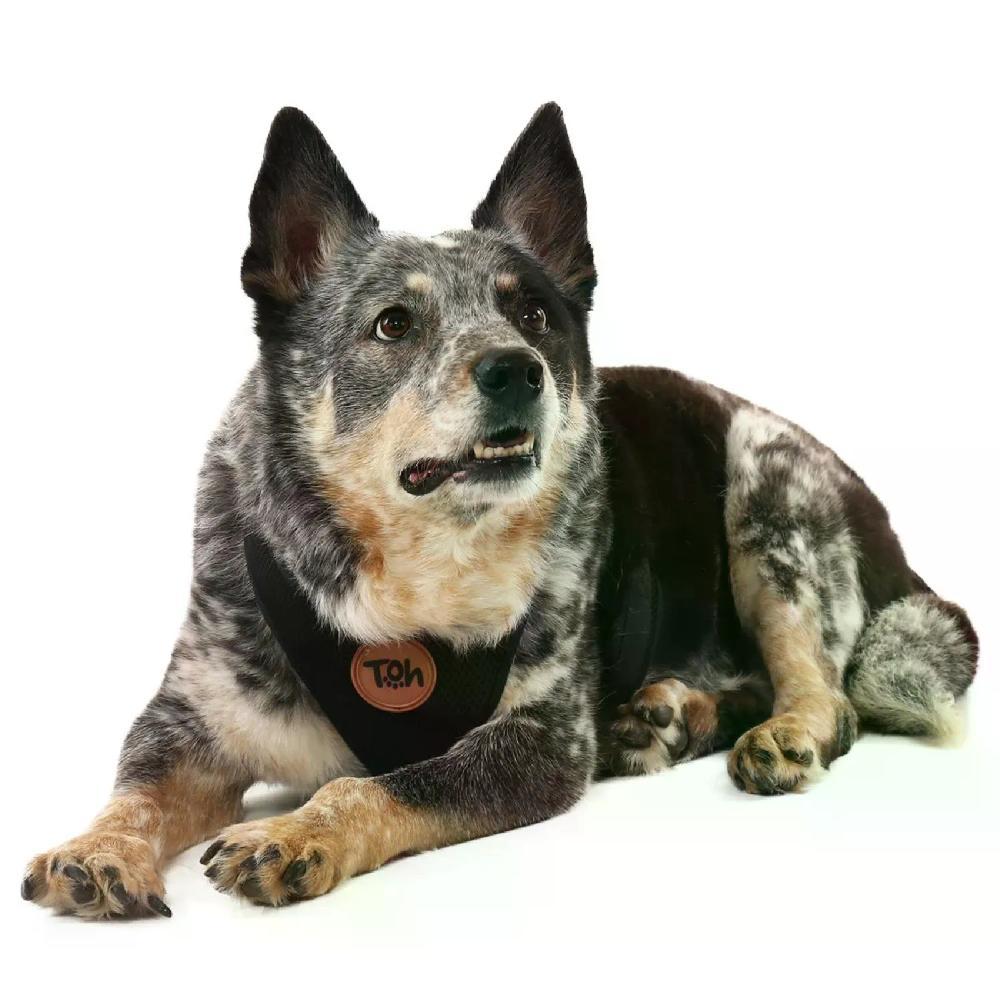 Peitoral H Mesh para Cães Toh Preto - 6