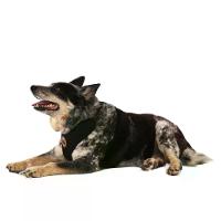 Peitoral H Mesh para Cães Toh Preto