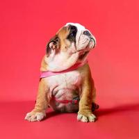 Conjunto Peitoral Tradicional com Guia Toh Fiji - 3