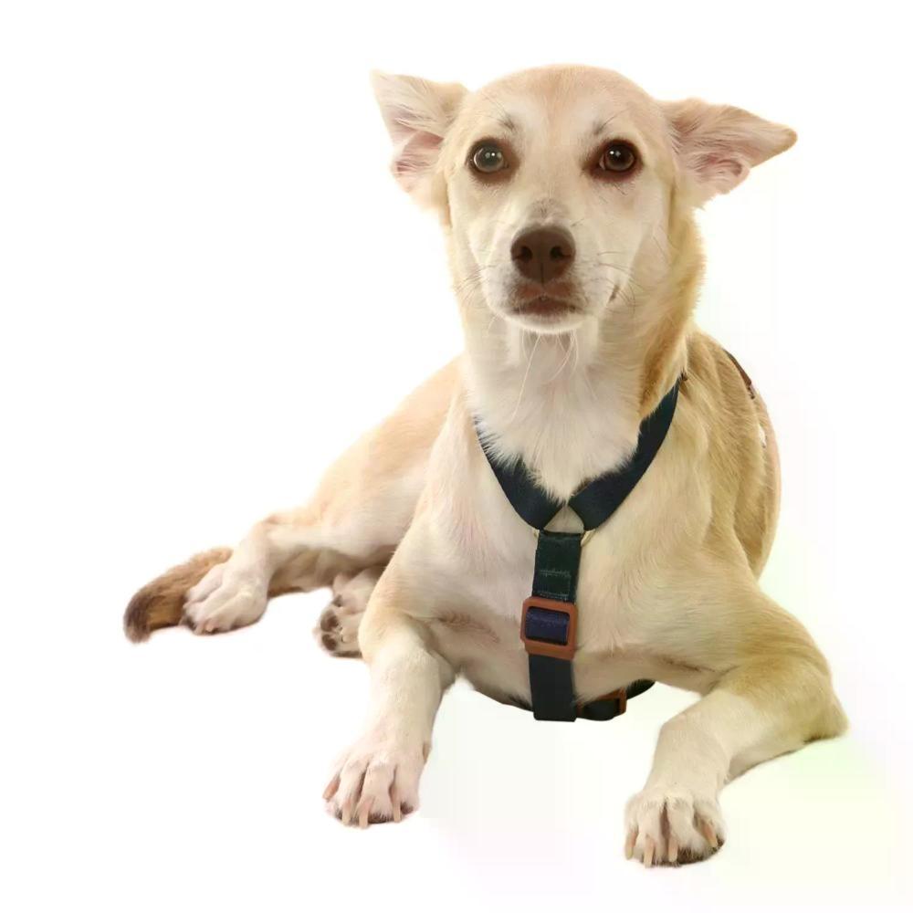 Peitoral H para Cães Basic Toh Azul - 4