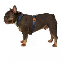 Peitoral H para Cães Basic Toh Azul - 3