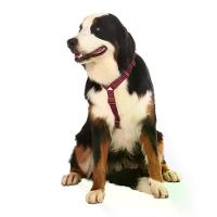 Peitoral H para Cães Basic Toh Bordô - 3