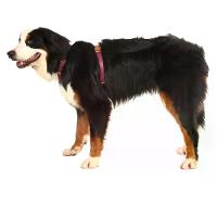 Peitoral H para Cães Basic Toh Bordô - 4