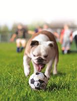 Bola Kong Sports com 3 Unidades - 3