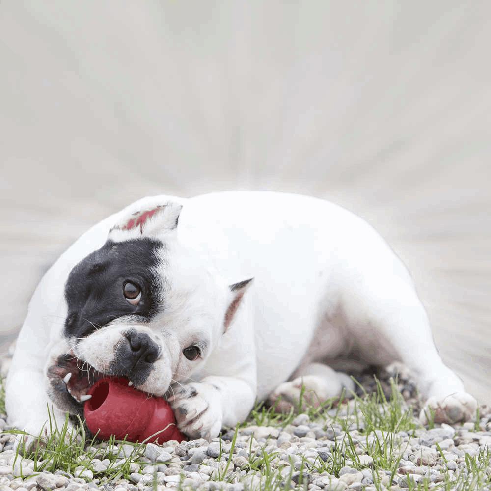 Brinquedo Mordedor com Dispenser para Petisco Vermelho Kong Classic - 5