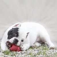 Brinquedo Mordedor com Dispenser para Petisco Vermelho Kong Classic - 6