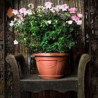 Vaso Plástico Romano Cerâmica Nutriplan - 2