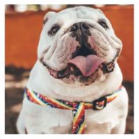 Peitoral Free para Cães - Tam. M - 3