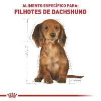 Ração Royal Canin Puppy Dachshund Cães Filhotes - 2,5 Kg