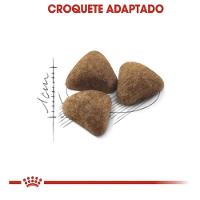 Ração Royal Canin Cat Indoor para Gatos Adultos - 1,5 Kg - 3