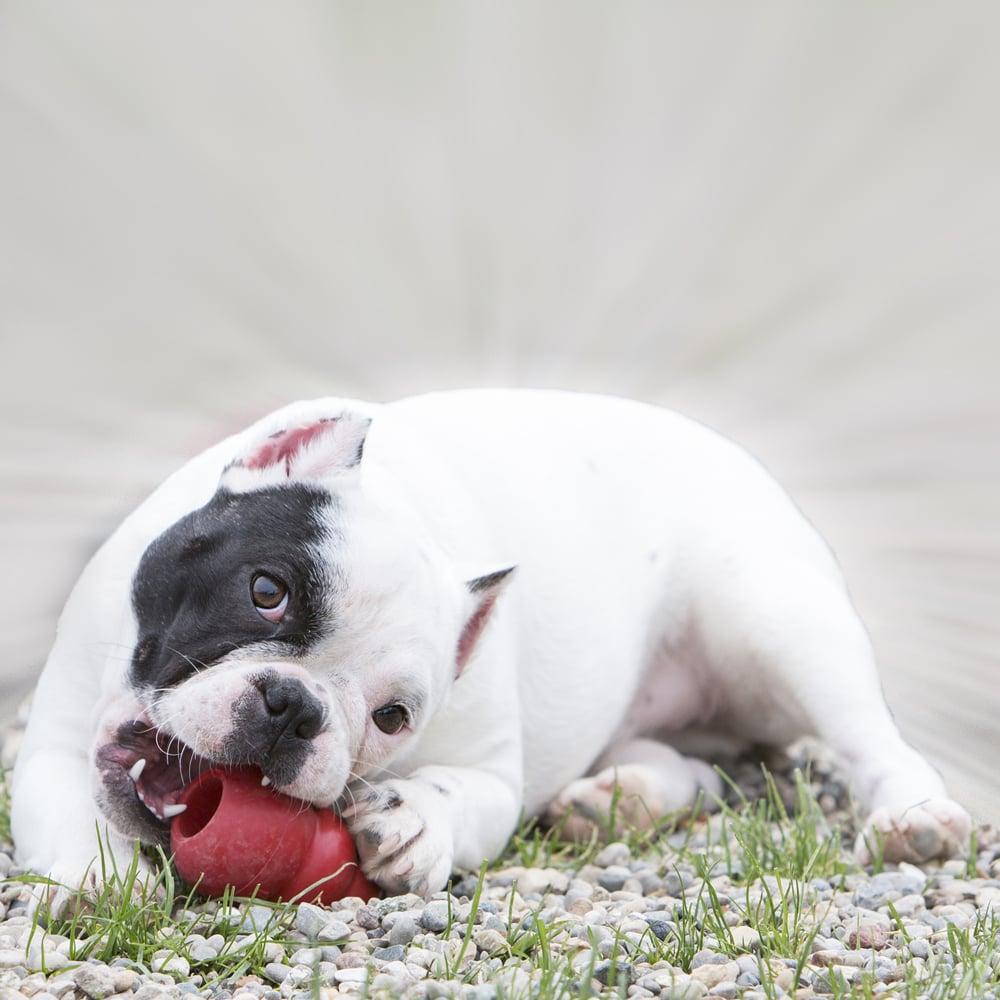 Brinquedo Interativo KONG Classic T3 com Dispenser para Ração ou Petisco Vermelho - Tam. P - 5