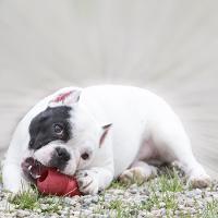 Brinquedo Interativo KONG Classic T3 com Dispenser para Ração ou Petisco Vermelho - Tam. P - 5