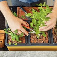 Tesoura para Frutas Tramontina com Lâminas em Aço Inox - 18,6cm - 5