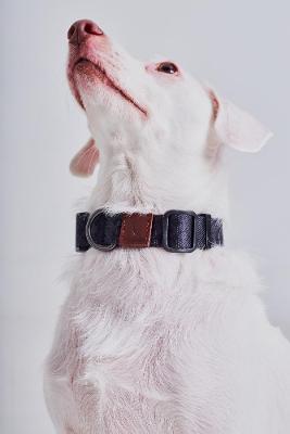 Coleira Patterns Pet Reserva