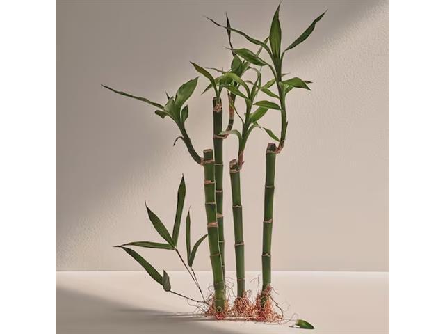 Kit Perfume Adolfo Dominguez Bambú EDP 120ML + Desodorante + Travel - 4