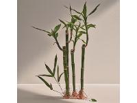 Kit Perfume Adolfo Dominguez Bambú EDP 120ML + Desodorante + Travel - 4