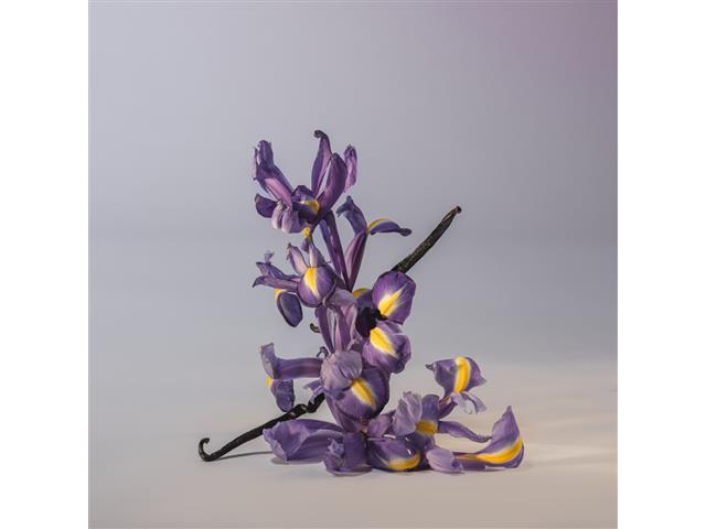 Perfume Adolfo Dominguez Iris Vainilla Eau de Parfum 120ml - 3