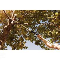 Serrote De Poda Profissional 13" / 330 Mm Em Aço Com Cabo Metálico Extensível 3 M