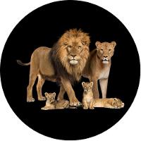 Capa Estepe para Ecosport Crossfox Aircross Família Lorben - 2