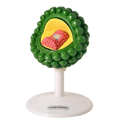 Vírus Hiv Ampliado Milhões De Vezes, Anatomia