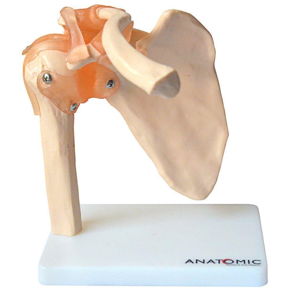 Articulação do Ombro com Ligamentos Anatomic - 2