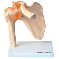 Articulação do Ombro com Ligamentos Anatomic - 2