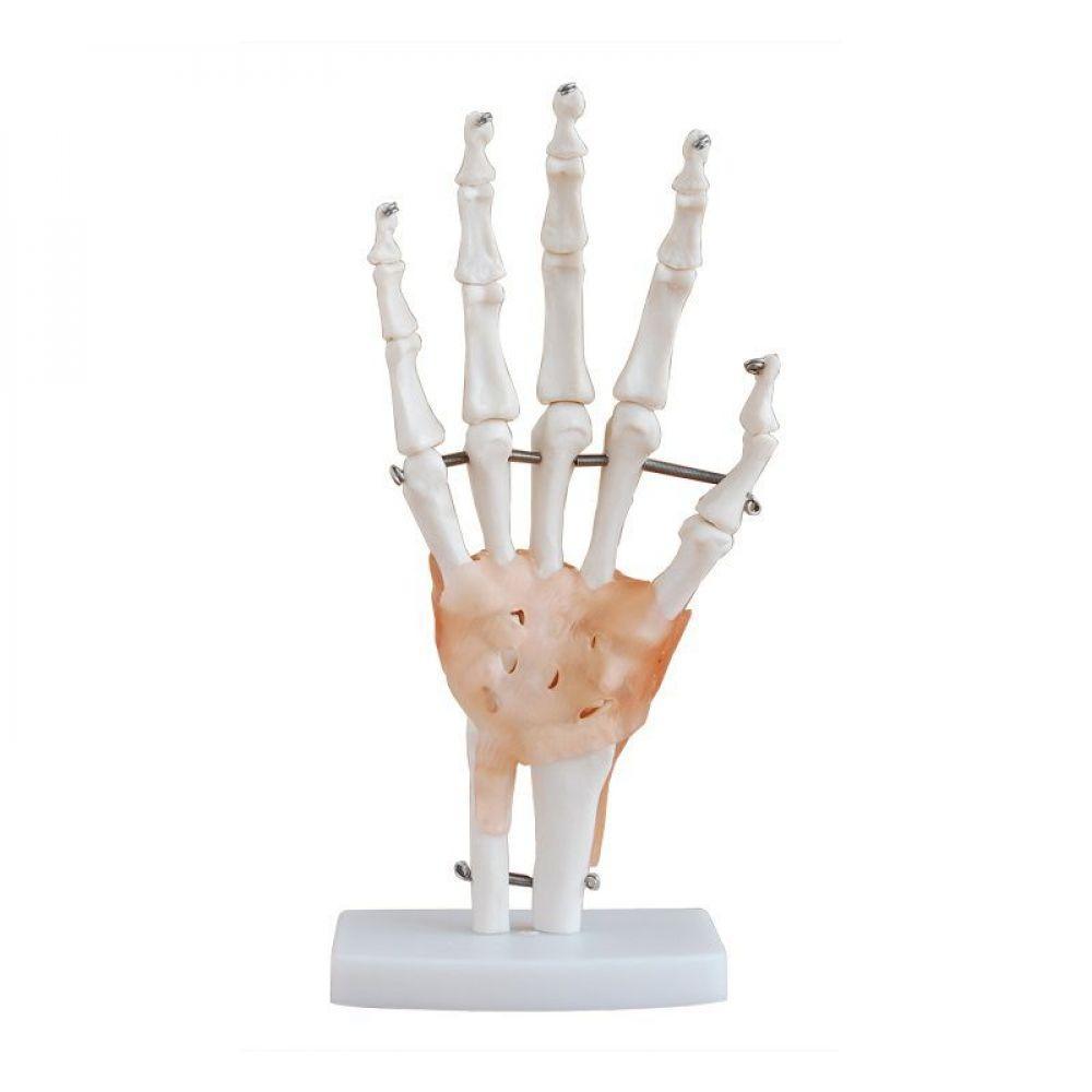 Articulação da Mão 19cm de Altura com Ligamentos Coleman - 1