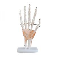 Articulação da Mão 19cm de Altura com Ligamentos Coleman - 1