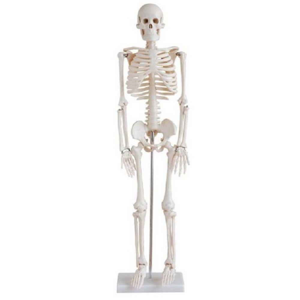 Esqueleto Humano 85 Cm Altura Articulado Modelo Anatomia - 1
