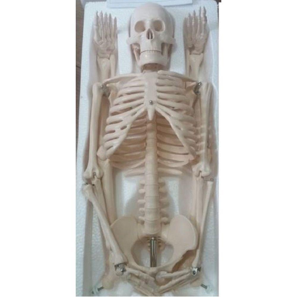 Esqueleto Humano 85 Cm Altura Articulado Modelo Anatomia - 3