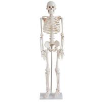 Esqueleto Humano 85 Cm Altura Articulado Modelo Anatomia - 1