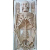 Esqueleto Humano 85 Cm Altura Articulado Modelo Anatomia - 3