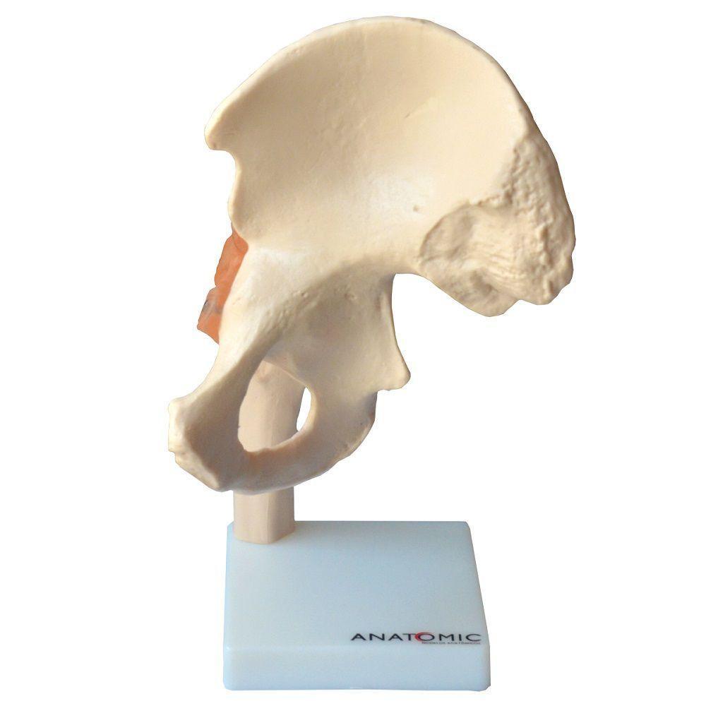 Articulação do Quadril com Ligamentos Anatomic - 3