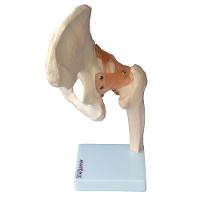 Articulação do Quadril com Ligamentos Anatomic