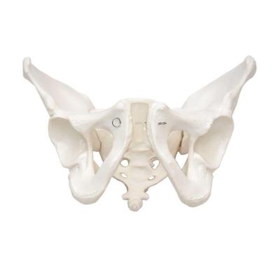Esqueleto Pélvico Masculino, Anatomia