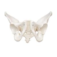 Esqueleto Pélvico Masculino, Anatomia - 2