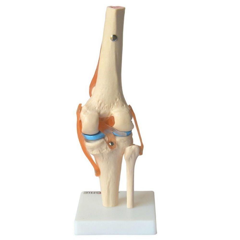 Articulação do Joelho com Ligamentos Anatomic - 2