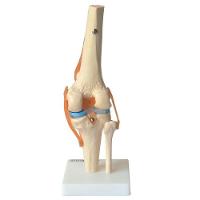 Articulação do Joelho com Ligamentos Anatomic - 2