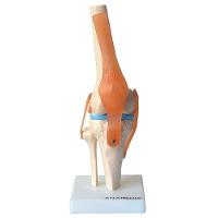 Articulação do Joelho com Ligamentos Anatomic - 3
