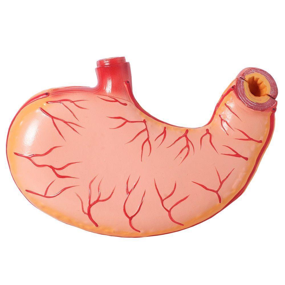 Estômago Humano 3x O Tamanho 2 Partes, Anatomia - 1