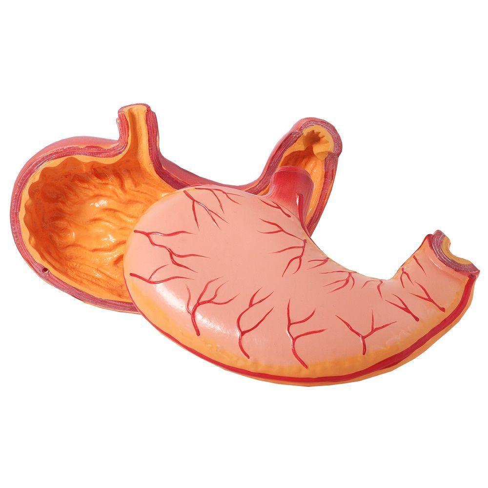 Estômago Humano 3x O Tamanho 2 Partes, Anatomia - 3