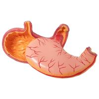 Estômago Humano 3x O Tamanho 2 Partes, Anatomia - 3