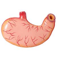 Estômago Humano 3x O Tamanho 2 Partes, Anatomia - 4