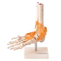 Articulação do Pé Esqueleto Anatomic - 1