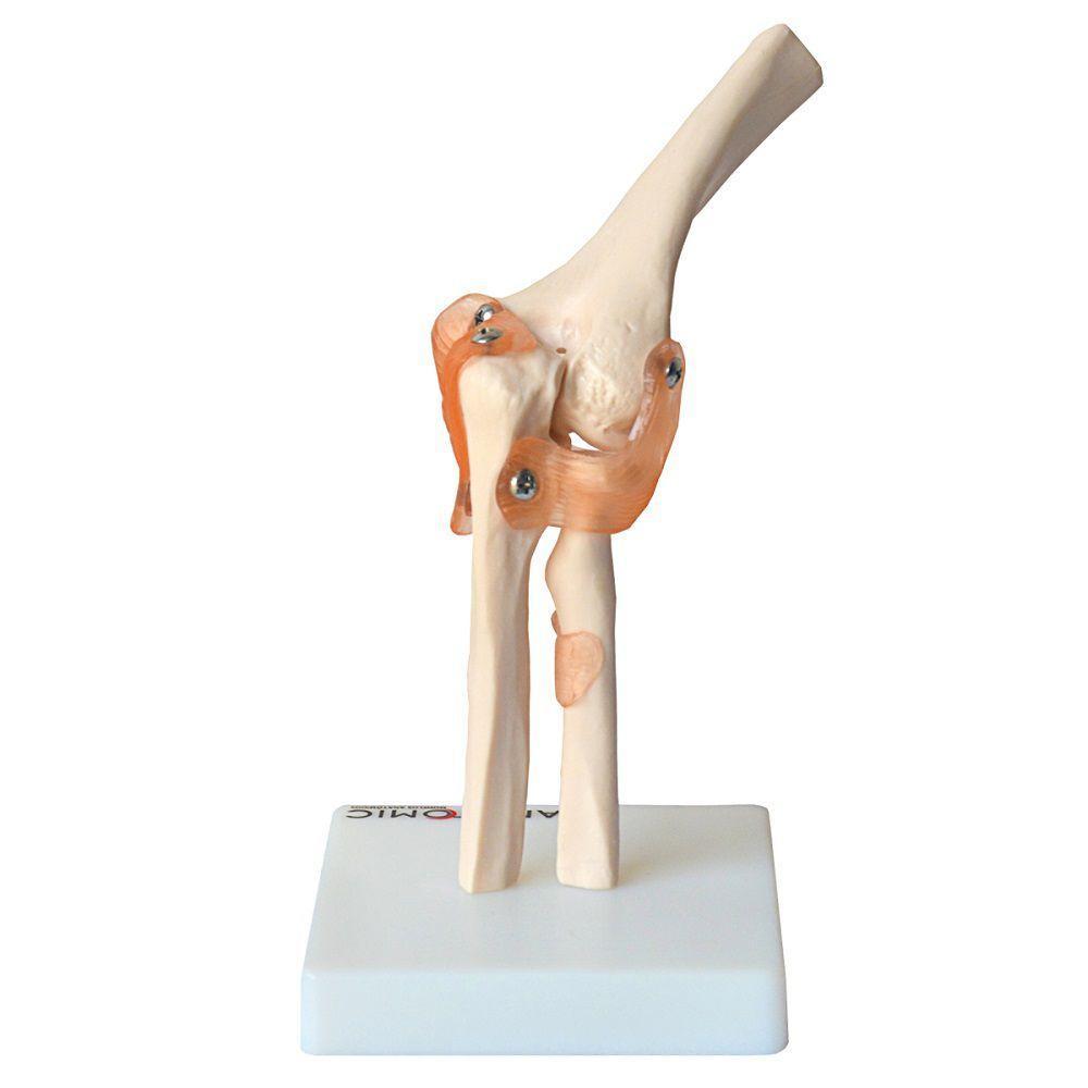 Articulação do Cotovelo com Ligamentos Anatomic - 1