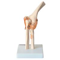 Articulação do Cotovelo com Ligamentos Anatomic - 1