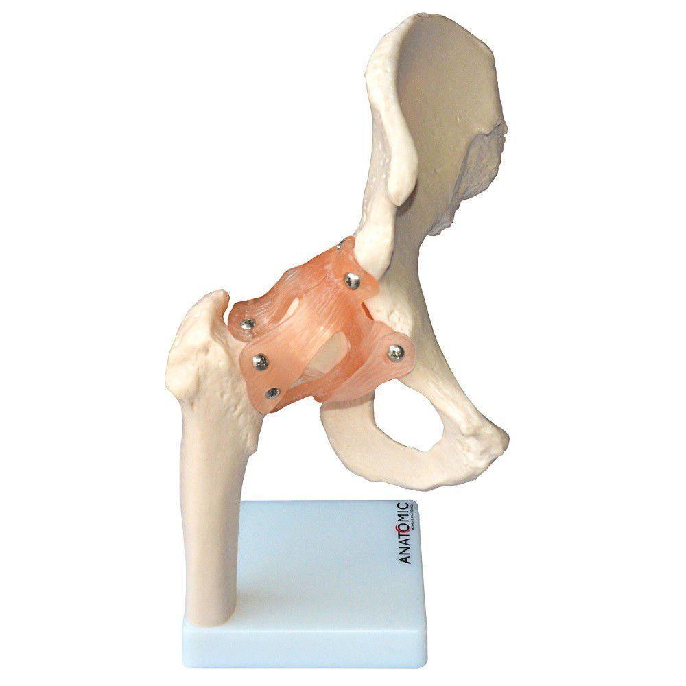 Articulação do Quadril com Ligamento Esqueleto Anatomic - 2