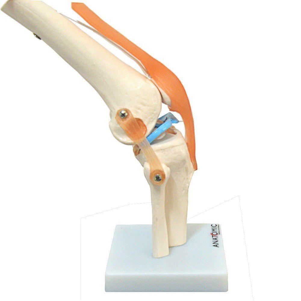 Articulação do Joelho com Ligamentos Esqueleto Anatomic - 2