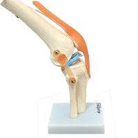 Articulação do Joelho com Ligamentos Esqueleto Anatomic - 1