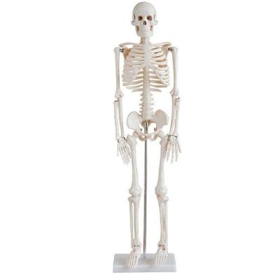Esqueleto Humano 85 Cm